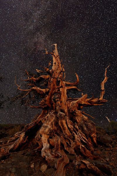 Jones, Adam 아티스트의 Bristlecone pine and Milky Way-White Mountains-Inyo National Forest-California작품입니다.